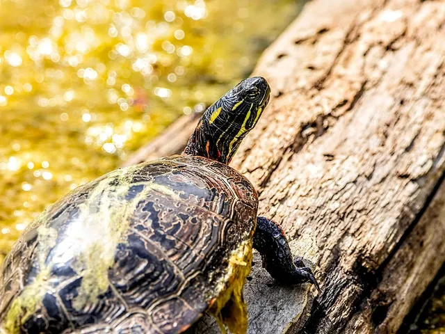 Mormon Mountains tortoise | BLM Photo